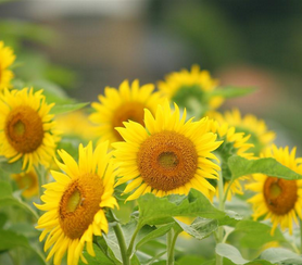 Sunflower Extract