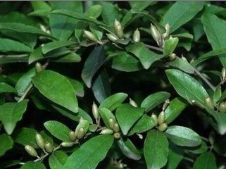 Thorny Elaeagnus Leaf Extract