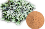 Usnea longissimus extract