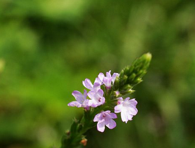 Verbena Herbs Extract