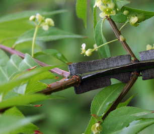 Winged Euonymus Twig Extract
