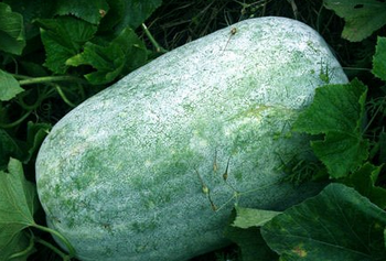 Winter Melon Extract