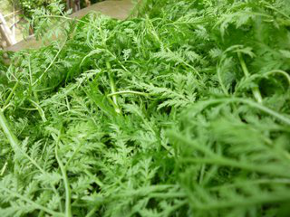 Wormwood Extract